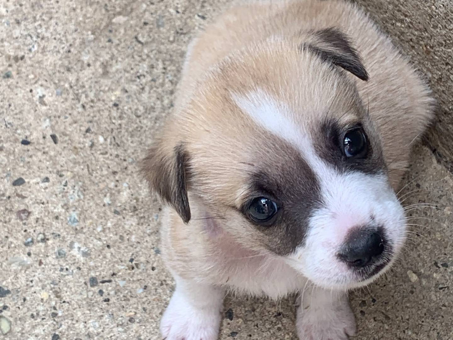 Adozione cane, maschio, Razza sconosciuta Razza sconosciuta, 2 mesi, taglia piccola, Catanzaro