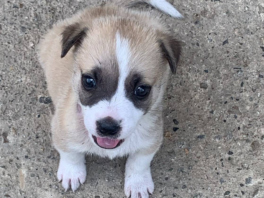 Adotta un cane, maschio, 2 mesi, Catanzaro