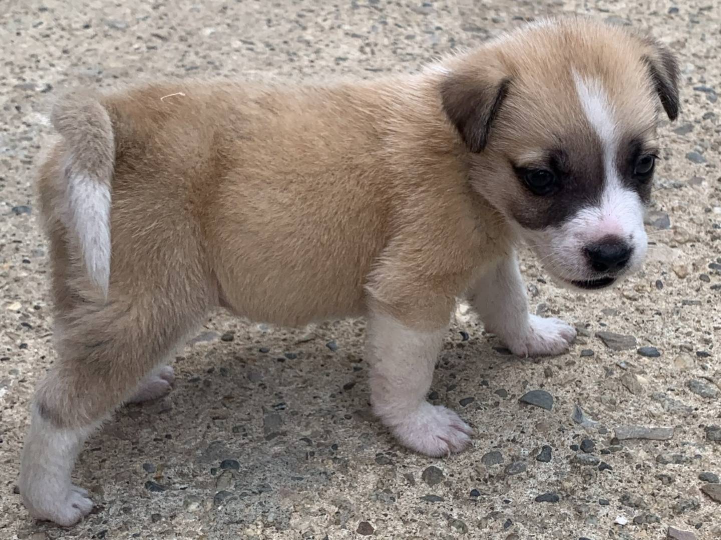 Adotta un cane, taglia piccola, maschio, Catanzaro