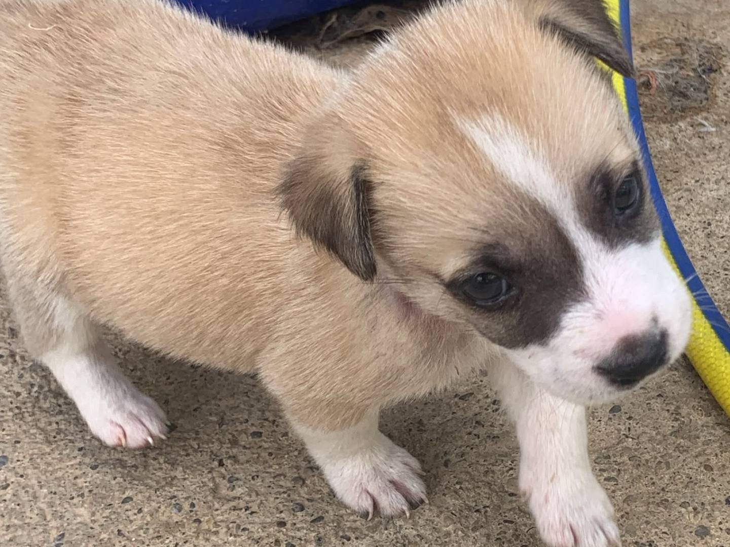 Adotta il cane KIWI a Catanzaro