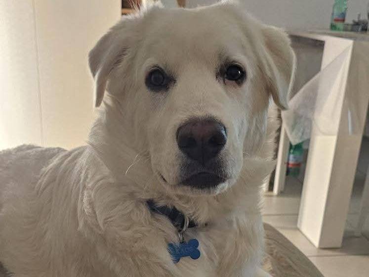 Adozione cane, maschio, Pastore maremmano Razza sconosciuta, 6 mesi, taglia gigante, Roma