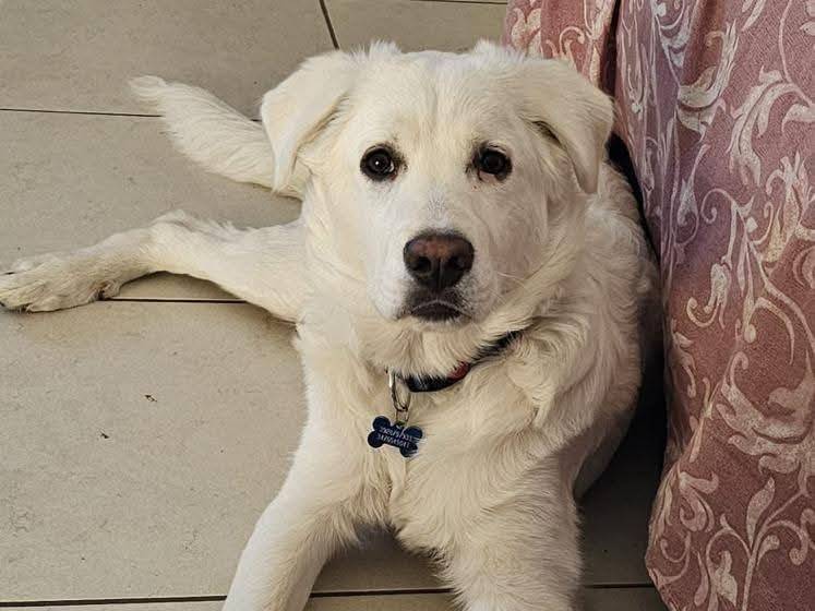 Adotta un cane, maschio, 6 mesi, Roma