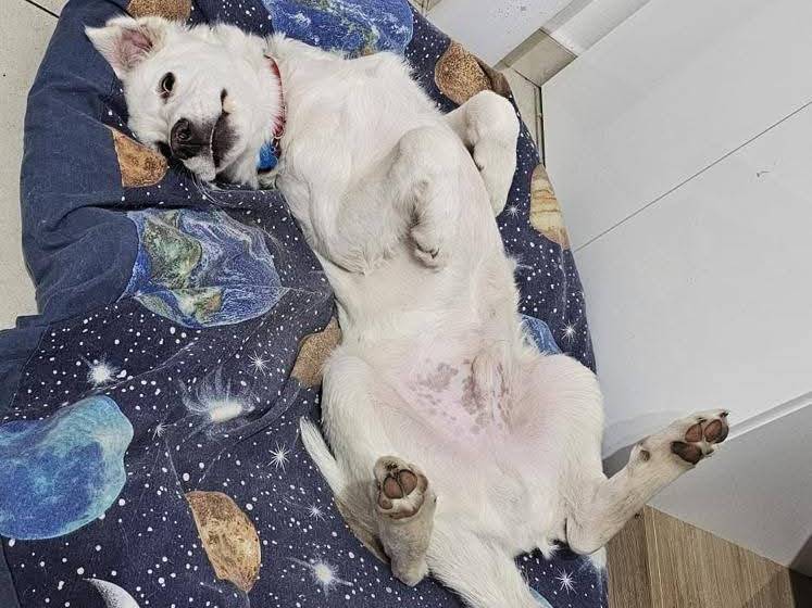 Adotta un cane, taglia gigante, maschio, Roma