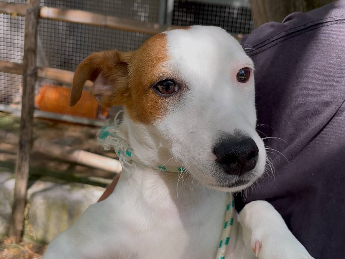 Adozione cane, maschio, Jack Russell Terrier Razza sconosciuta, 6 mesi, taglia piccola, Latina