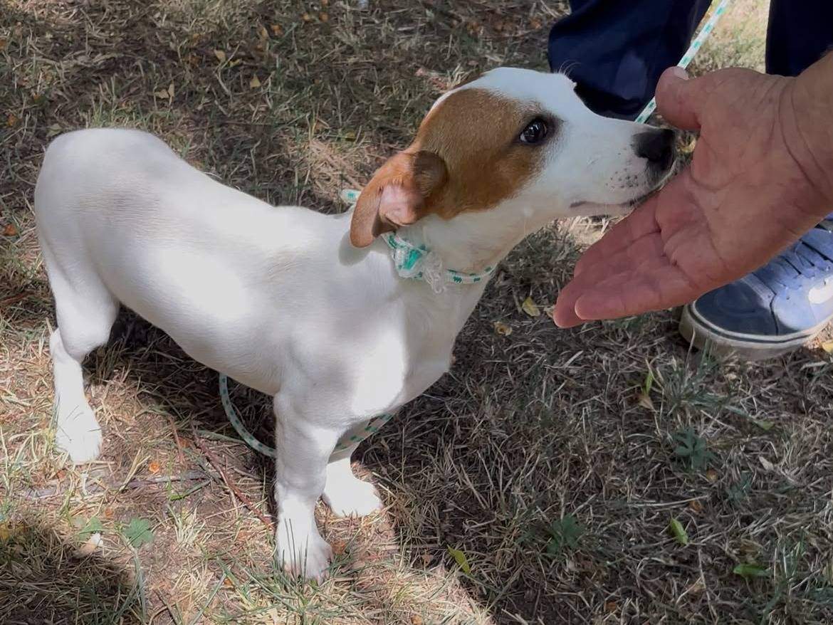 Adotta un cane, maschio, 6 mesi, Latina
