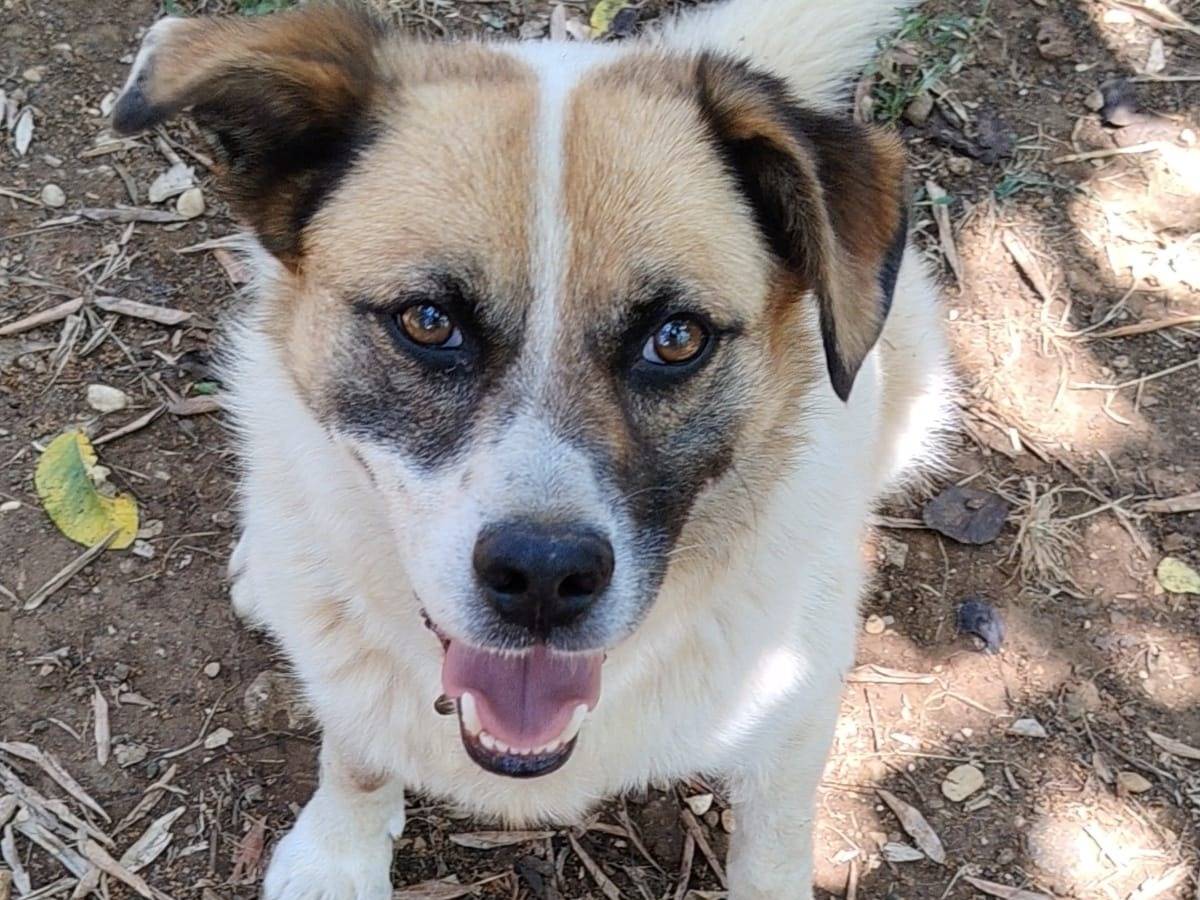 Adozione cane, maschio, Razza sconosciuta Razza sconosciuta, 8 anni e 2 mesi, taglia media, Roma