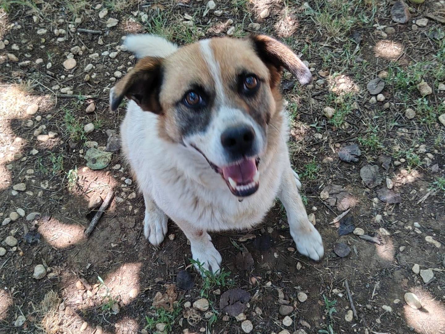 Adotta un cane, maschio, 8 anni e 2 mesi, Roma