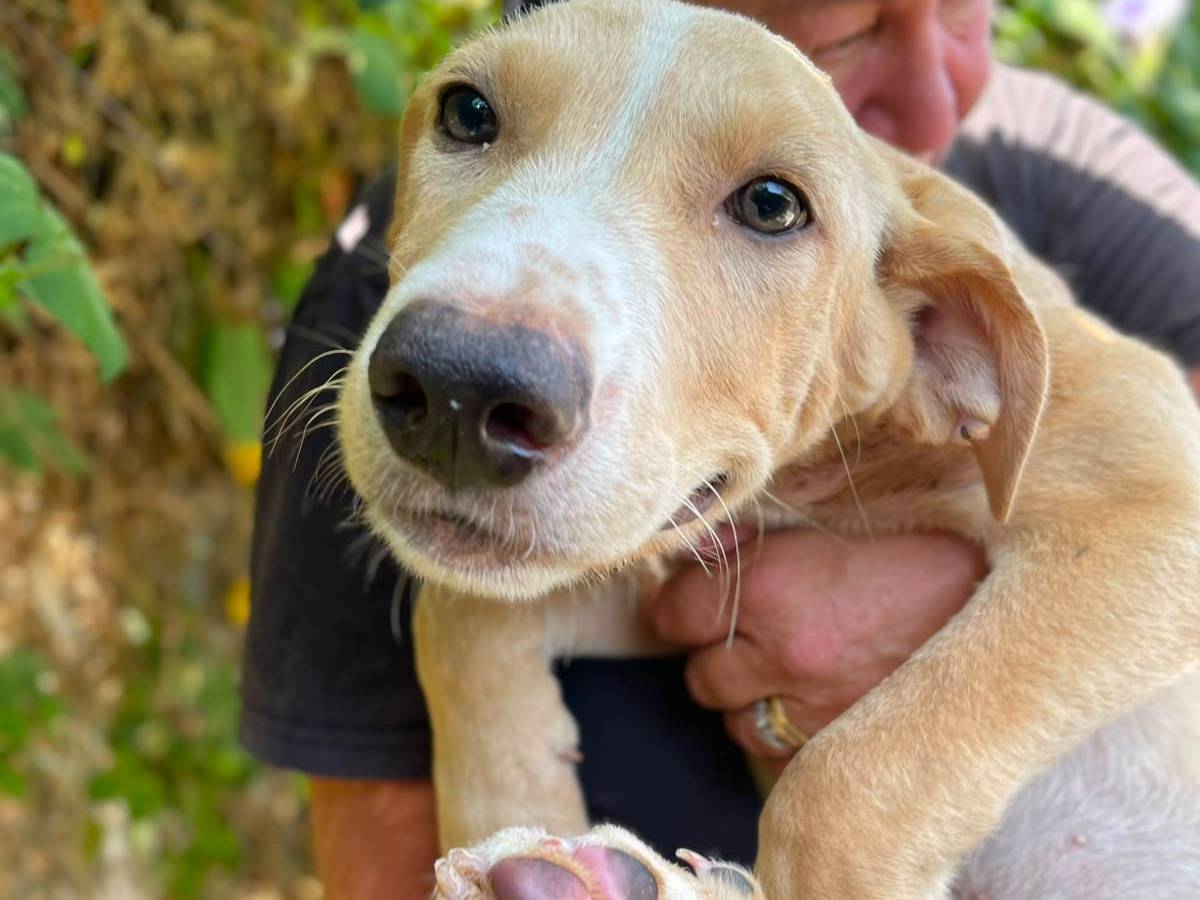 Adozione cane, maschio, Razza sconosciuta Razza sconosciuta, 5 mesi, taglia media, Latina