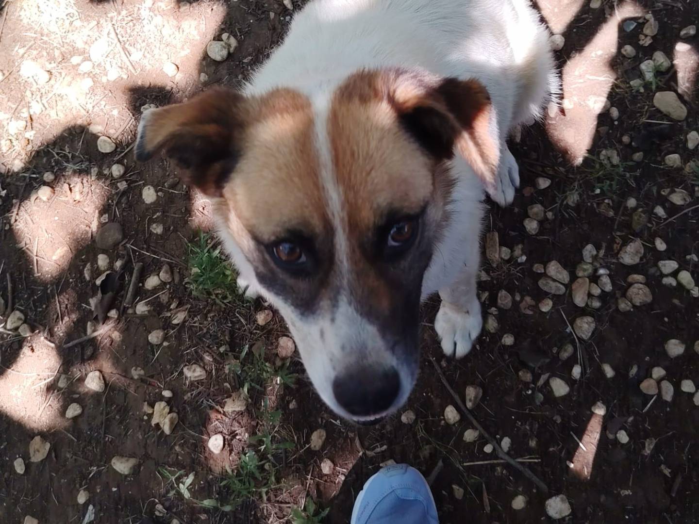 Adotta un cane, taglia media, maschio, Roma