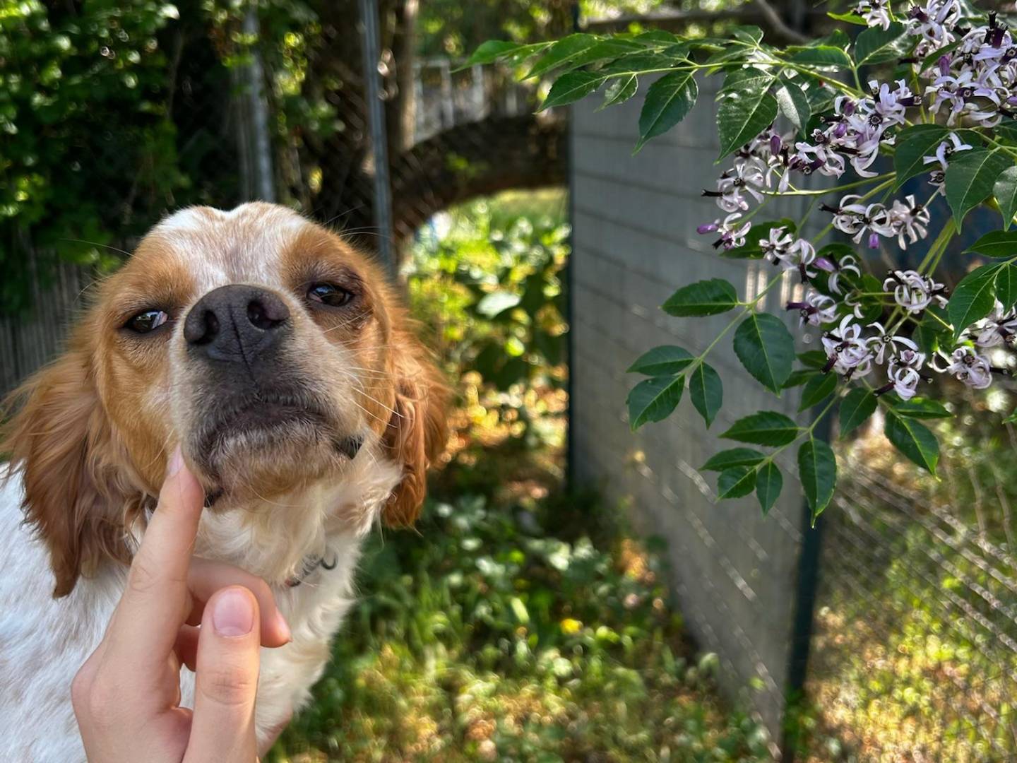 Adozione cane, femmina, Breton Razza sconosciuta, 1 anno e 8 mesi, taglia media, Latina