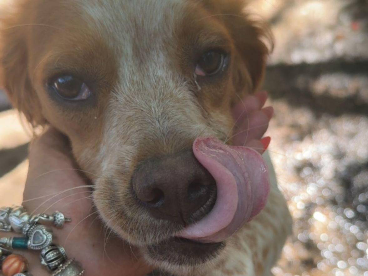 Adotta un cane, femmina, 1 anno e 8 mesi, Latina
