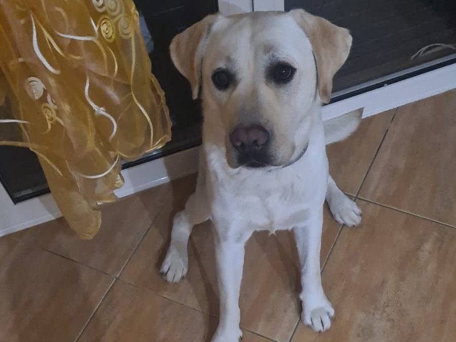 Adotta un cane, maschio, 6 anni e 8 mesi, Vibo