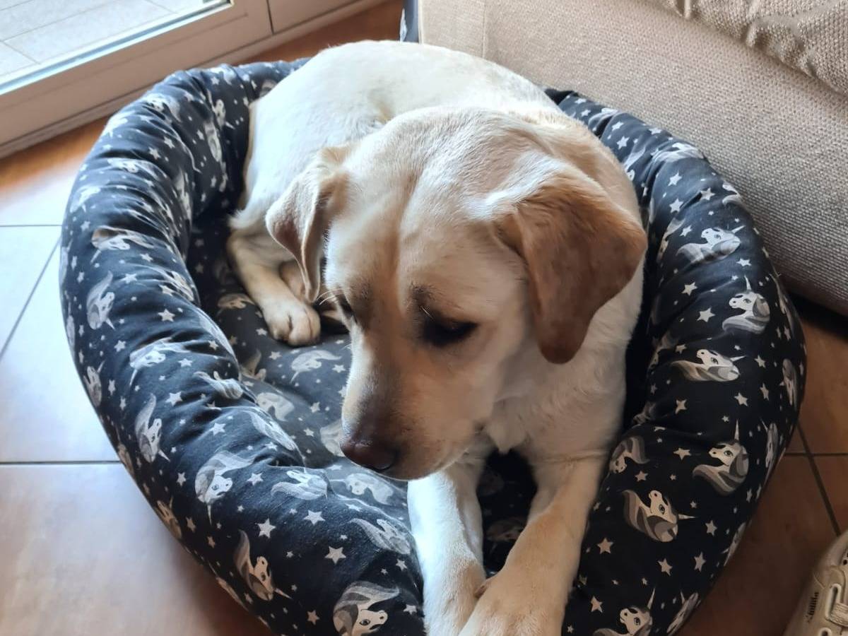 Adotta un cane, taglia grande, maschio, Vibo