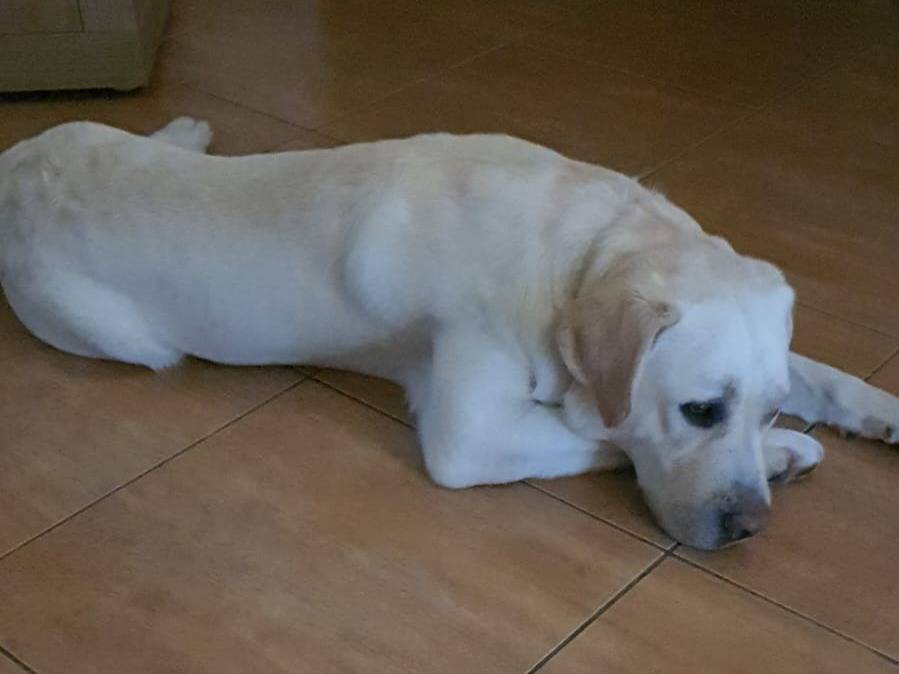 Vuoi adottare un cane a Vibo?
