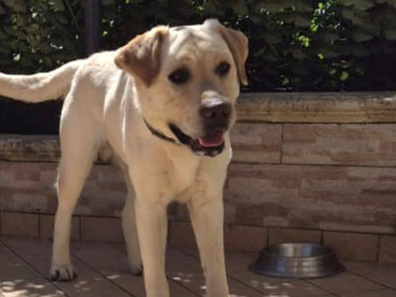 Adotta il cane COCO a Vibo