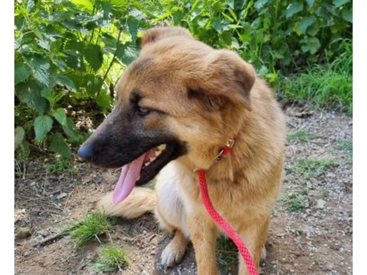 Adozione cane, femmina, Razza sconosciuta Razza sconosciuta, 2 anni e 3 mesi, taglia media, Messina