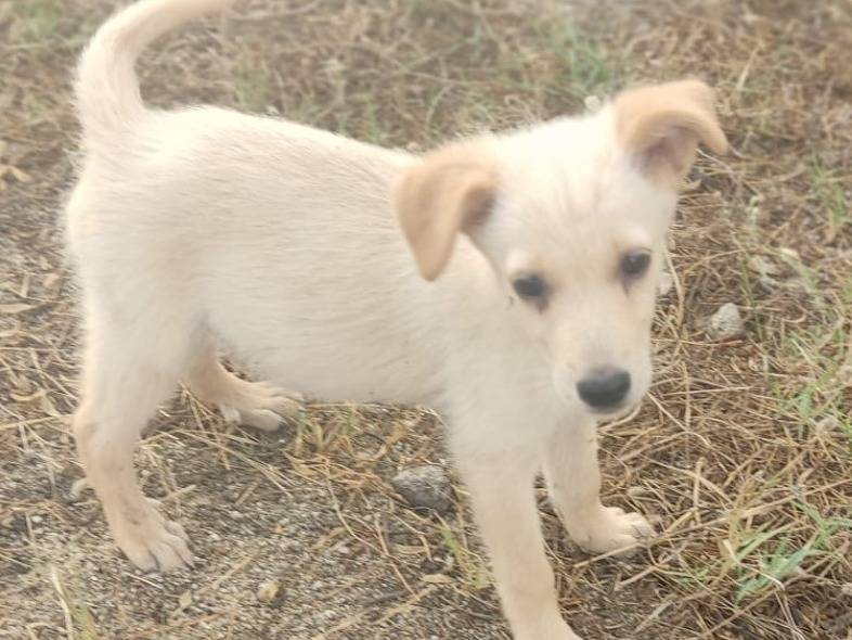 Adotta un cane, maschio, 4 mesi, Vibo