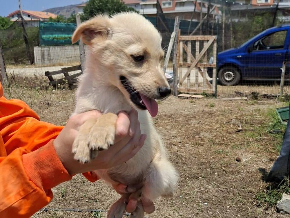 Adotta un cane, taglia media contenuta, maschio, Vibo