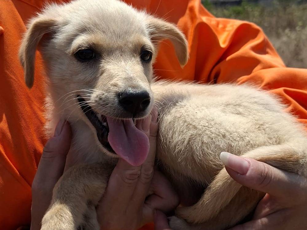 Adozione cane, maschio, Razza sconosciuta Razza sconosciuta, 4 mesi, taglia media contenuta, Vibo