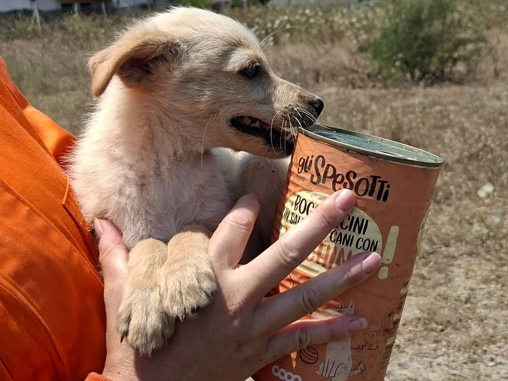 Vuoi adottare un cane a Vibo?