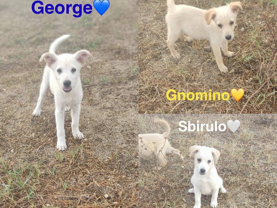 Adotta il cane GNOMINO a Vibo