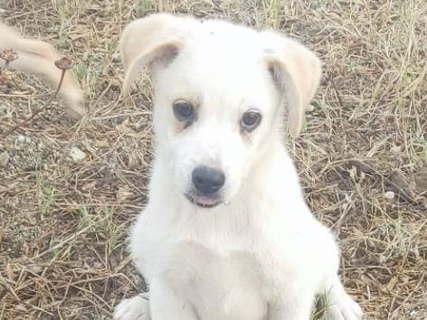 Vuoi adottare un cane a Vibo?