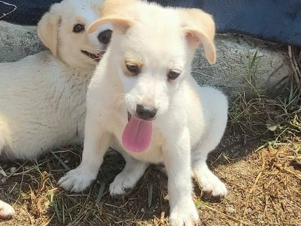 Adotta un cane, taglia media contenuta, maschio, Vibo