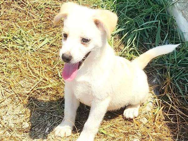 Adozione cane, maschio, Razza sconosciuta Razza sconosciuta, 4 mesi, taglia media contenuta, Vibo