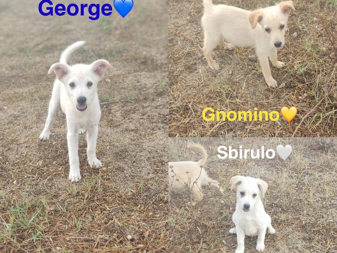 Adotta il cane SBIRULO a Vibo