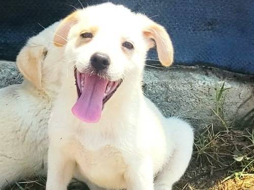 Adotta un cane, maschio, 4 mesi, Vibo