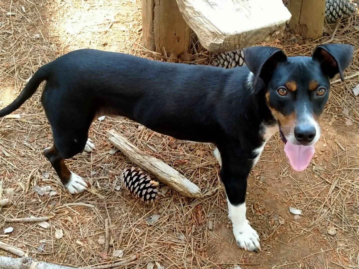 Adotta un cane, taglia media contenuta, maschio, Vibo