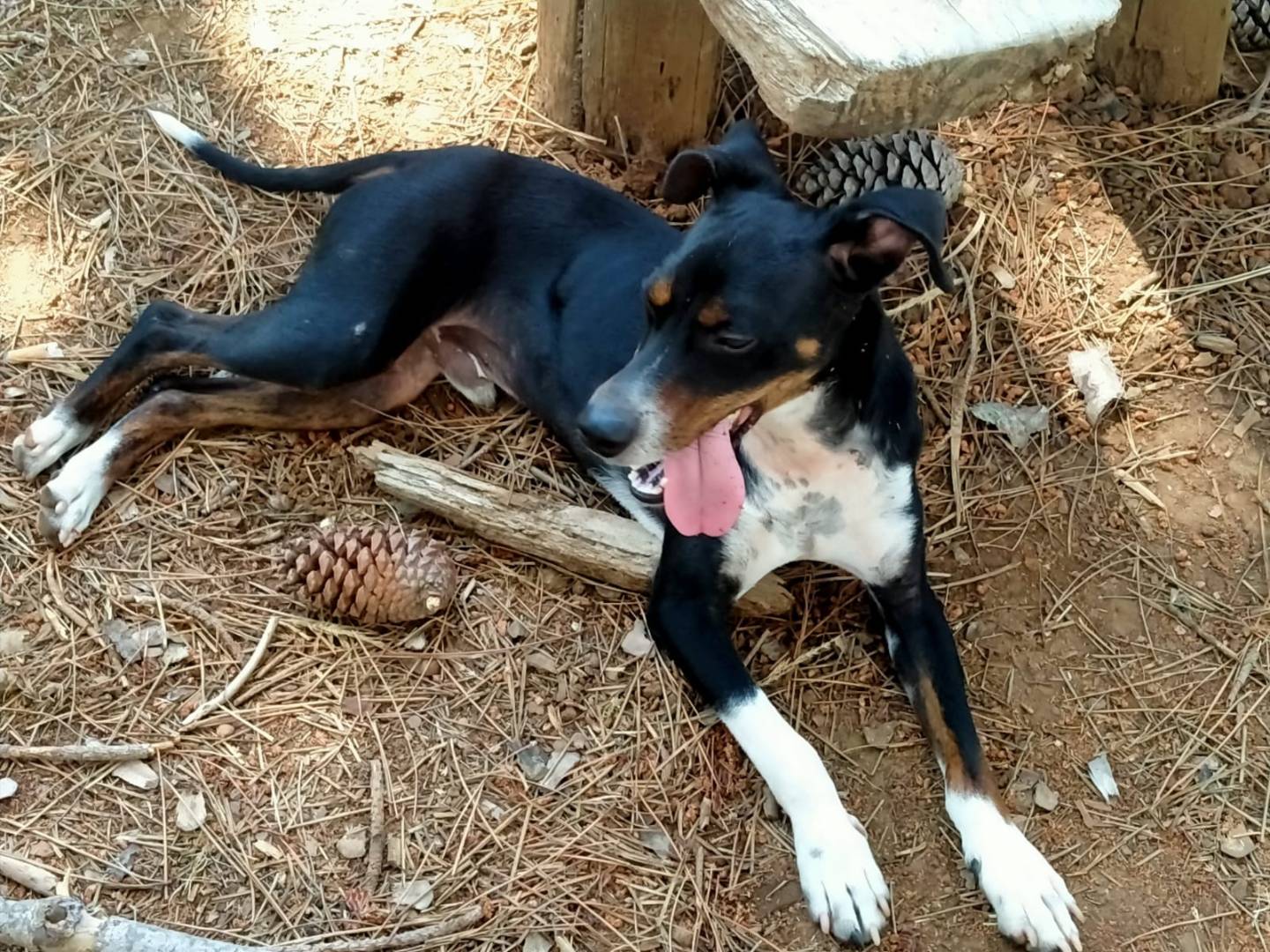 Vuoi adottare un cane a Vibo?