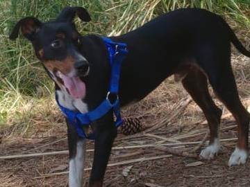 Adotta il cane FULLY a Vibo