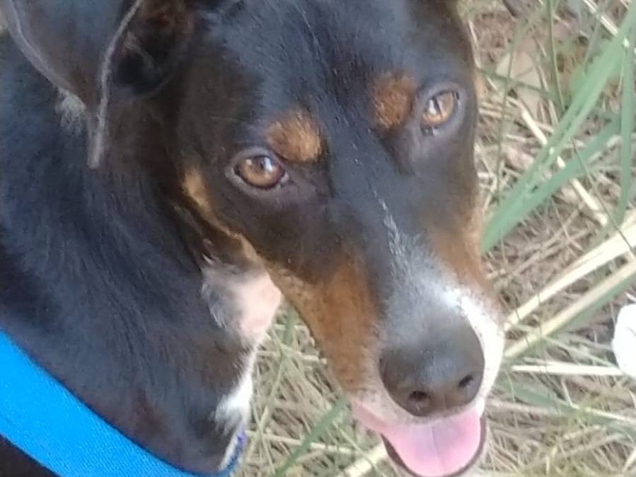 Adotta un cane, maschio, 6 mesi, Vibo