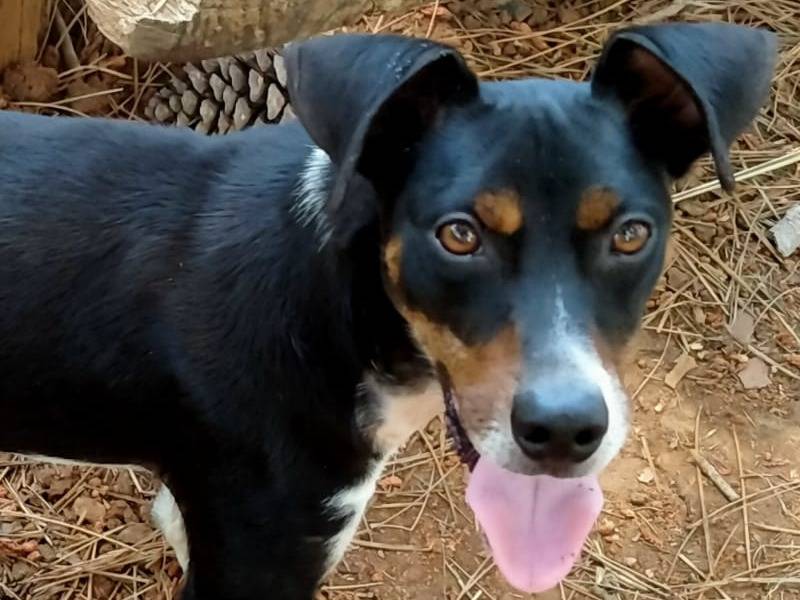 Adozione cane, maschio, Pinscher Dobermann, 6 mesi, taglia media contenuta, Vibo