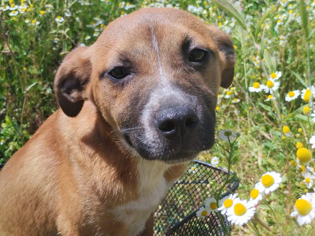 Adozione cane, femmina, Razza sconosciuta Razza sconosciuta, 6 mesi, taglia media contenuta, Vibo