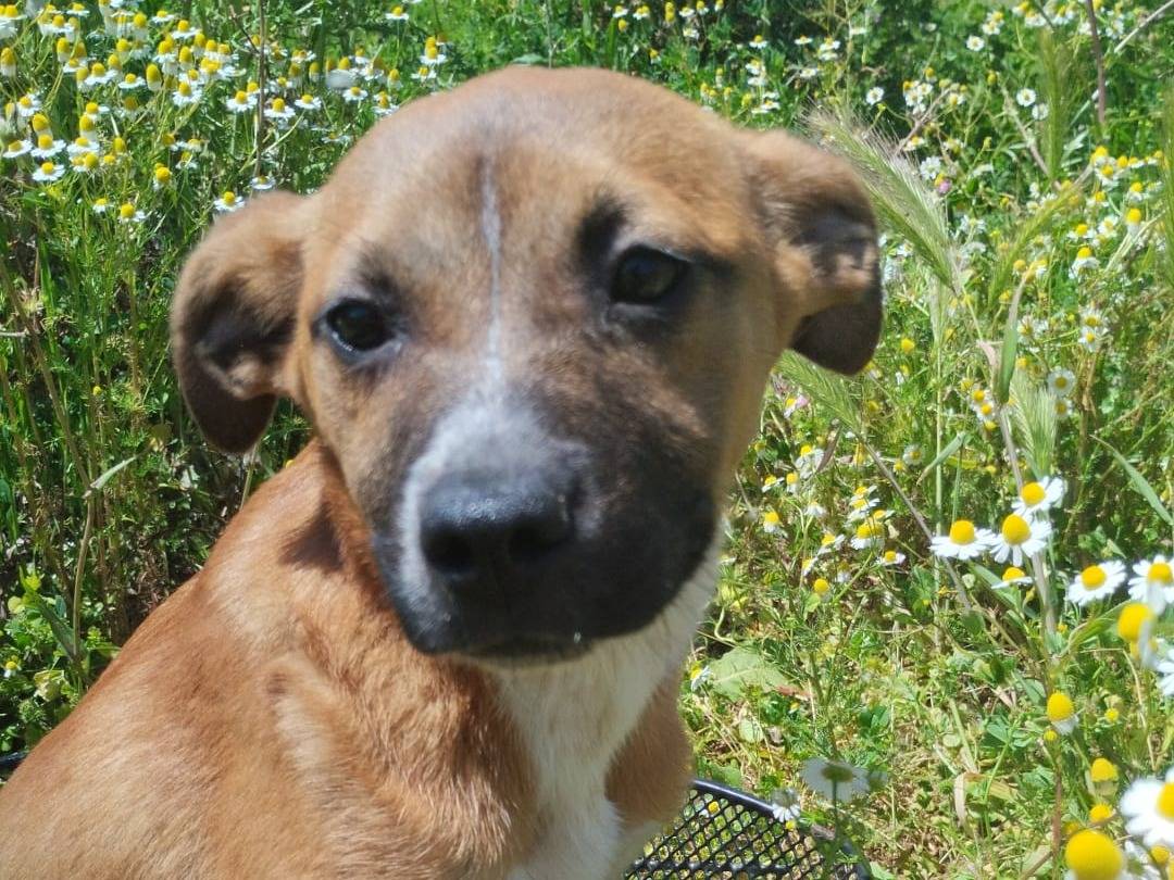 Adotta un cane, femmina, 6 mesi, Vibo