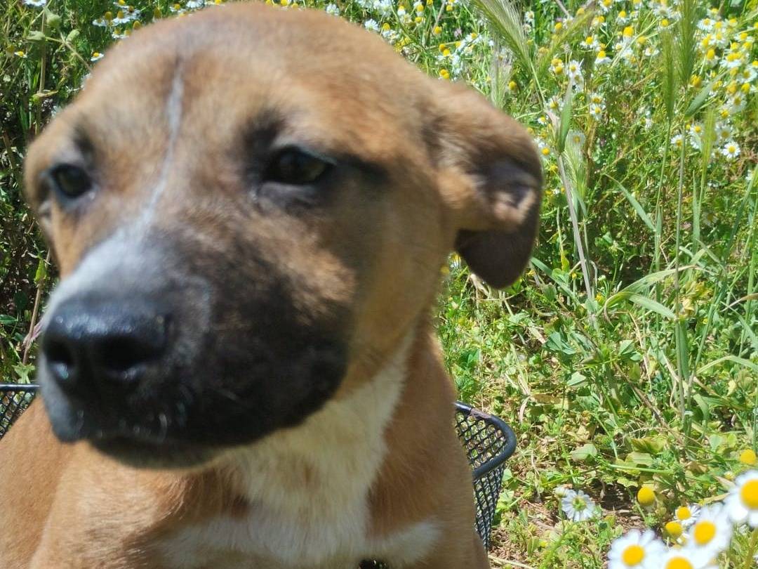 Adotta un cane, taglia media contenuta, femmina, Vibo