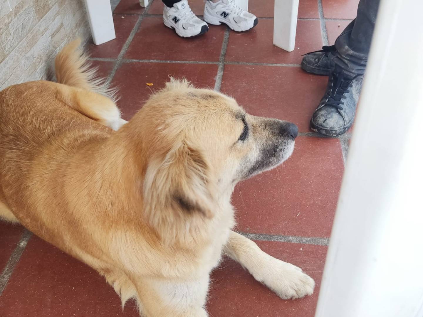 Adotta un cane, femmina, 2 anni e 4 mesi, Vibo