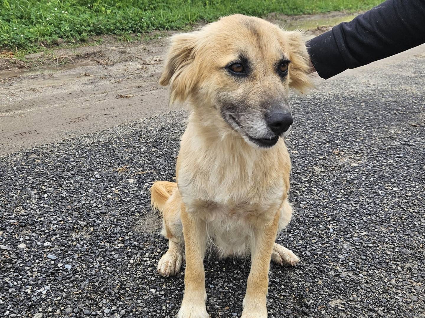 Adotta un cane, taglia media, femmina, Vibo