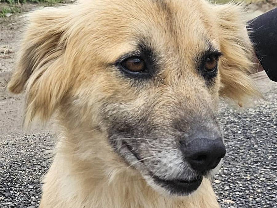 Vuoi adottare un cane a Vibo?