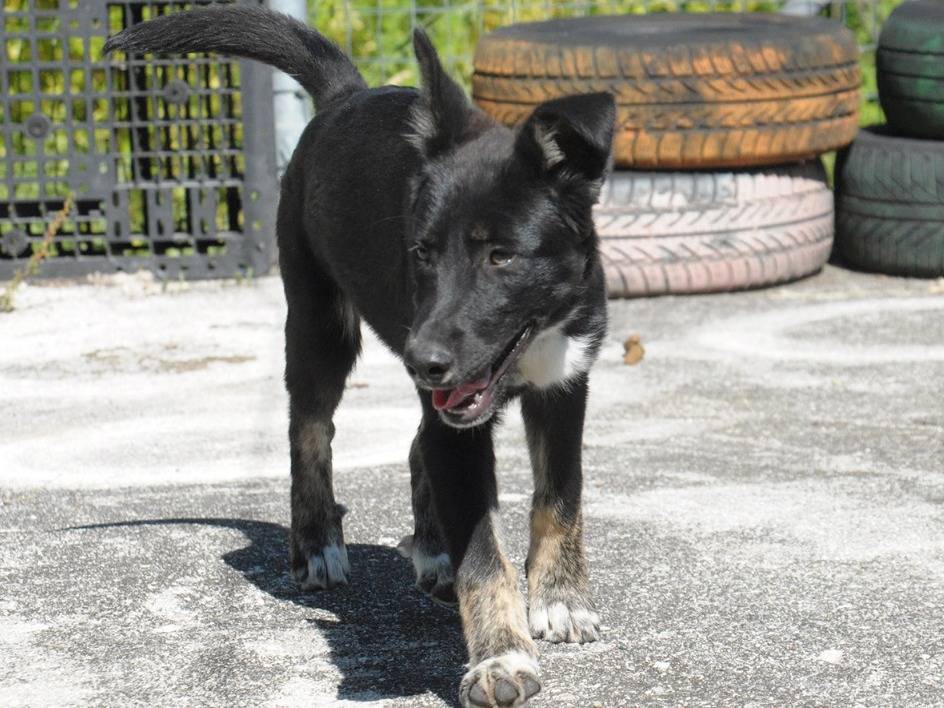 Adotta un cane, femmina, 5 mesi, Chieti