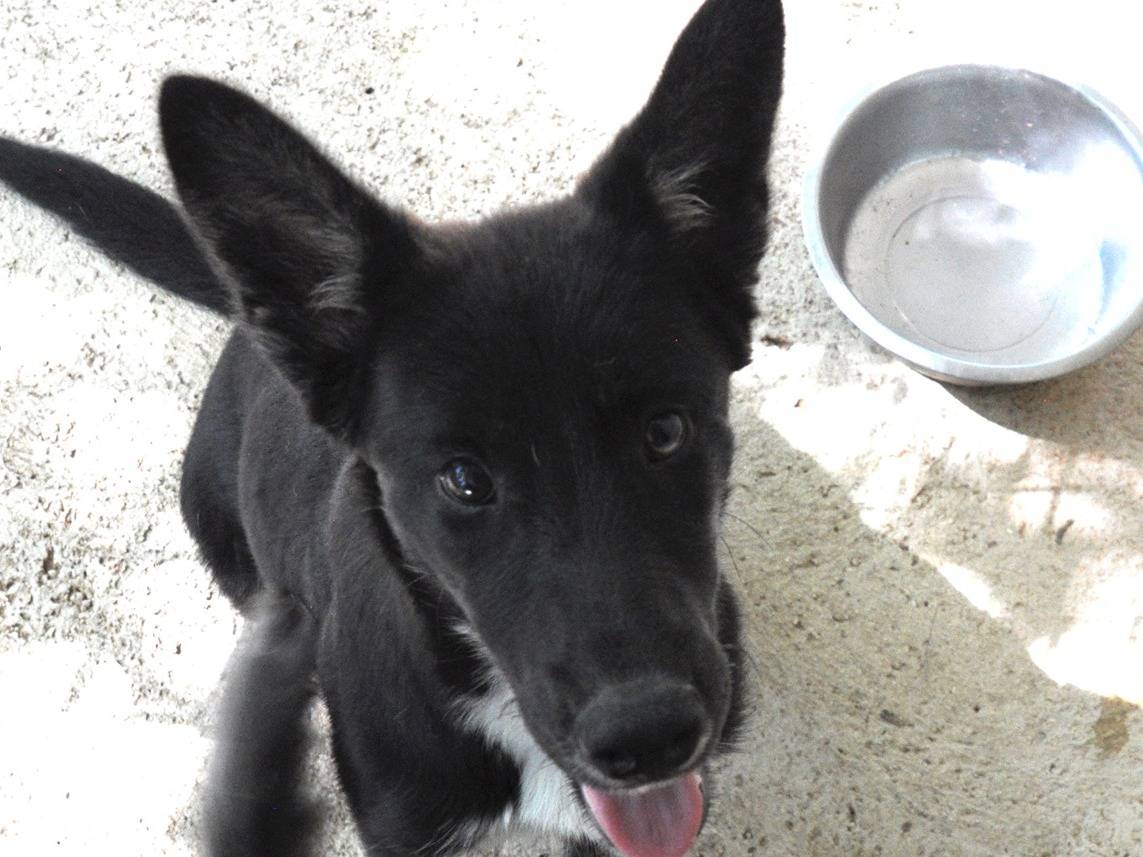 Adozione cane, femmina, Razza sconosciuta Razza sconosciuta, 5 mesi, taglia media, Chieti