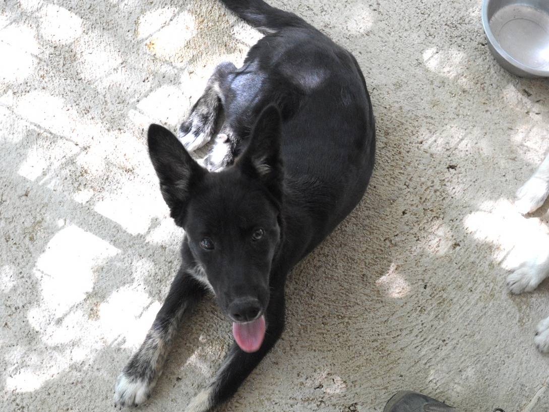 Adotta un cane, taglia media, femmina, Chieti