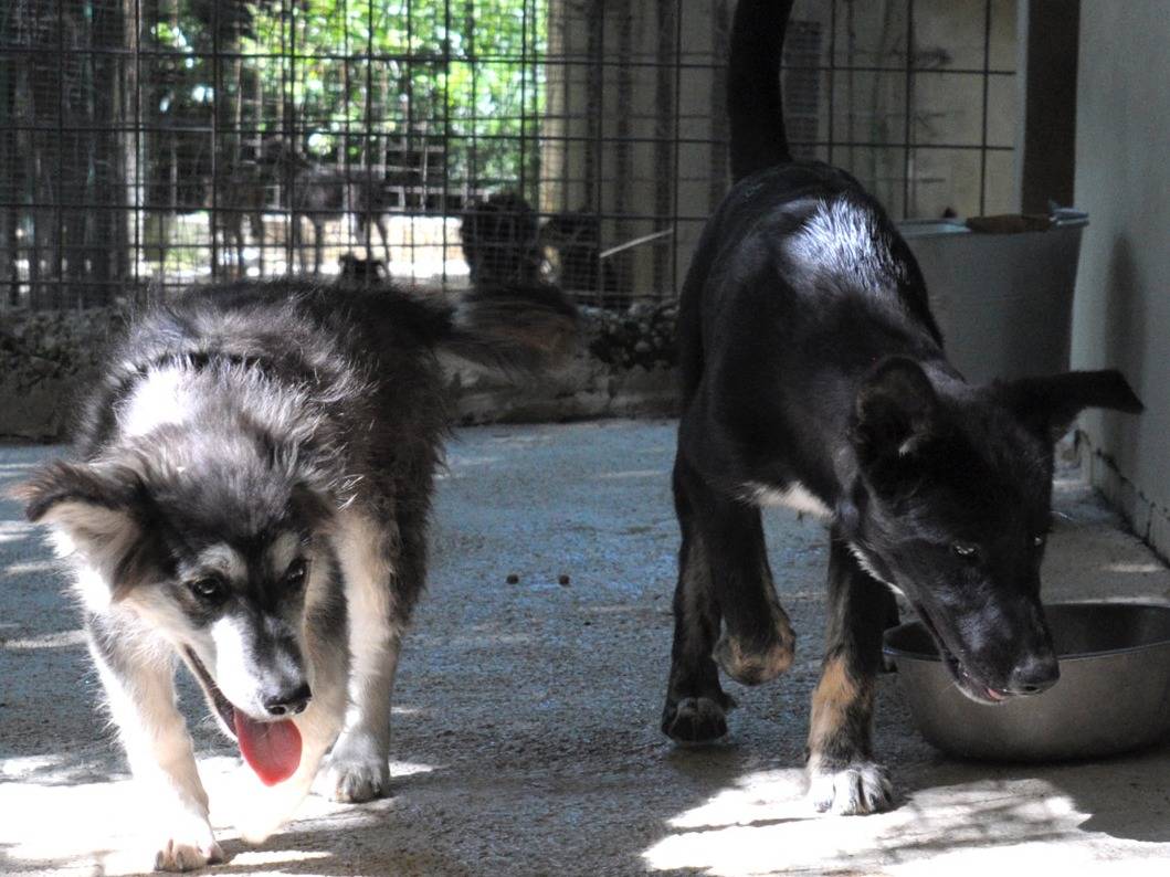 Adotta il cane GEMMA a Chieti