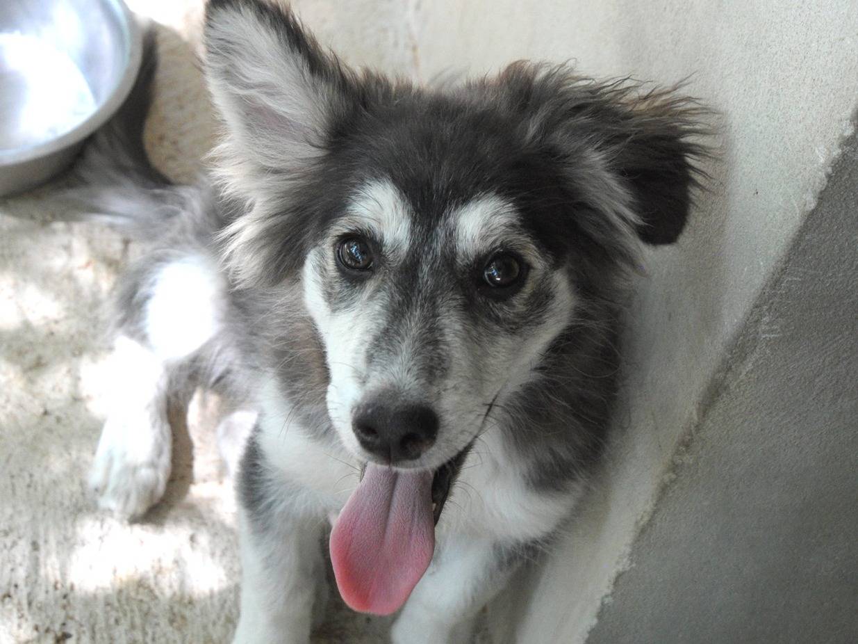 Adozione cane, femmina, Razza sconosciuta Razza sconosciuta, 5 mesi, taglia media, Chieti