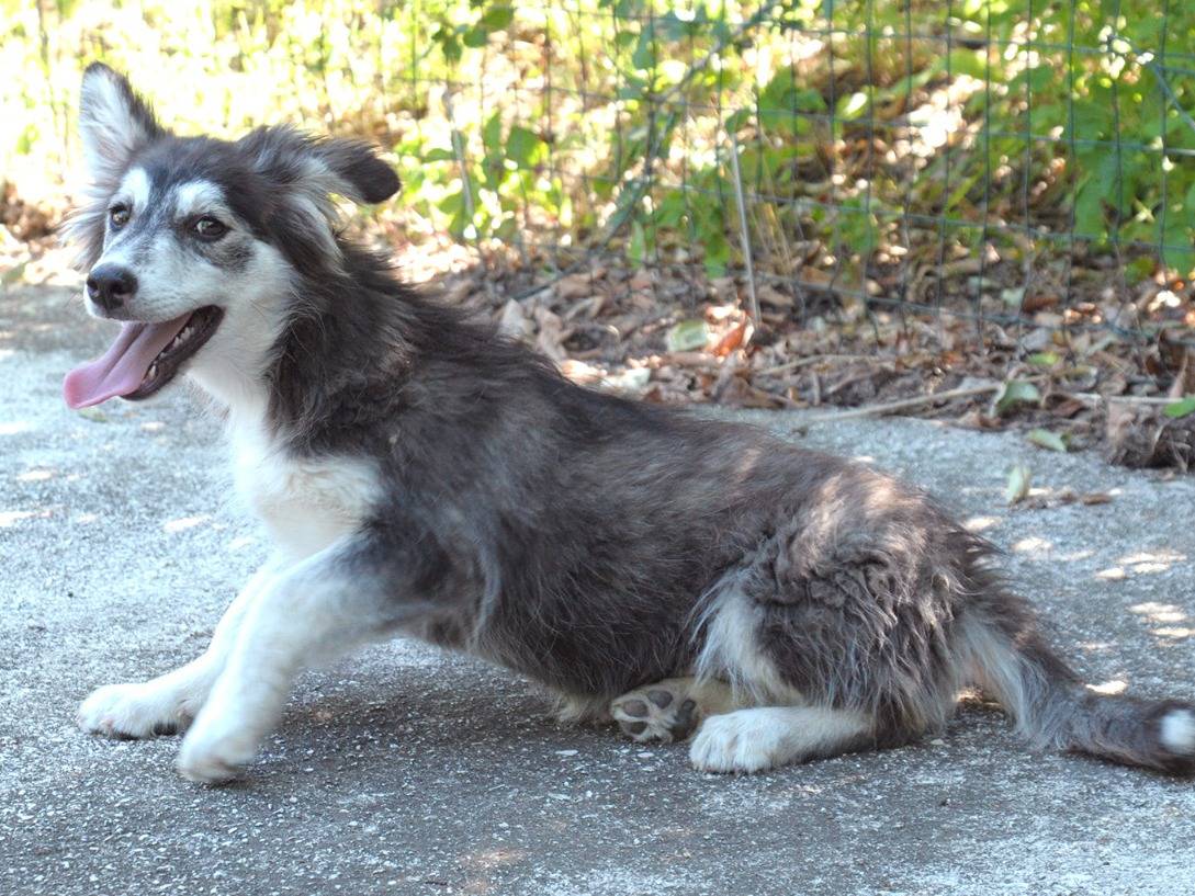 Adotta un cane, taglia media, femmina, Chieti