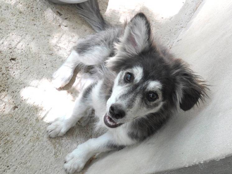 Adotta un cane, femmina, 5 mesi, Chieti