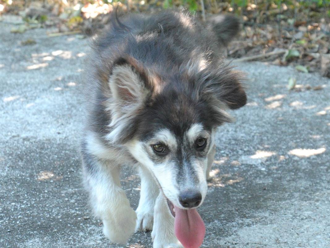 Vuoi adottare un cane a Chieti?