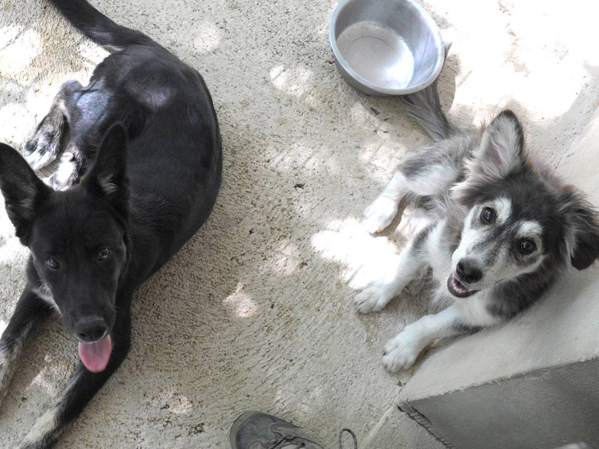 Adotta il cane ILARIA a Chieti